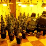 La Guardia Civil incauta 124 plantas de marihuana en Hinojos