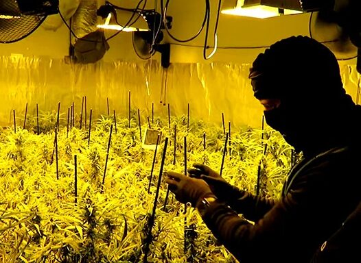 La Guardia Civil desmantela una plantación de marihuana en El Rocío