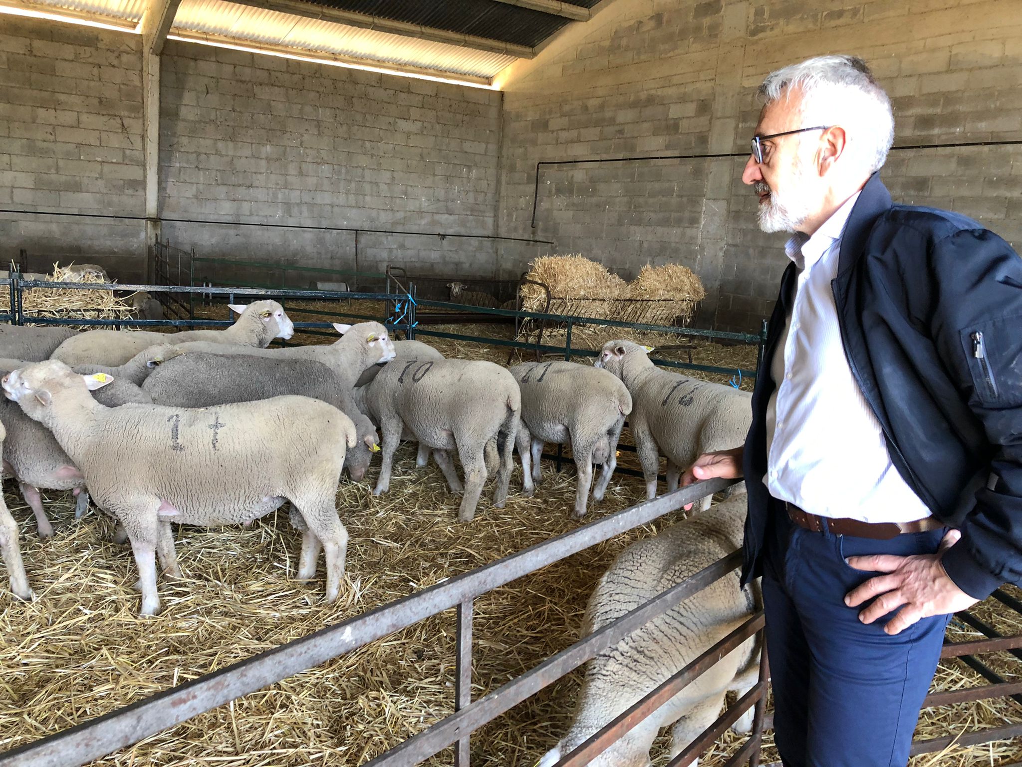 Diputación entrega 117 reproductores de ganado porcino y 21 de ovino