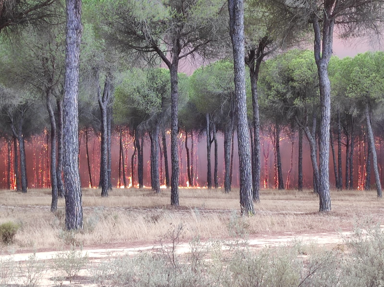 El Gobierno aprueba ayudas para recuperar zonas afectas por incendios forestales de este verano
