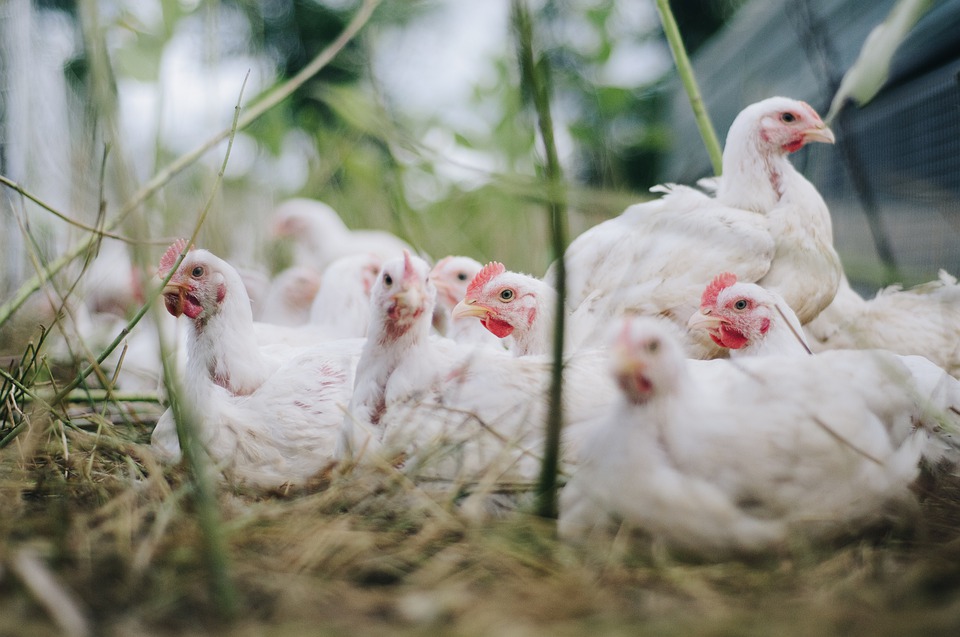 La Junta confirma un foco de gripe aviar en pollos de Aracena