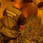 Incautadas 209 plantas de marihuana en una finca de Almonte y Bollullos