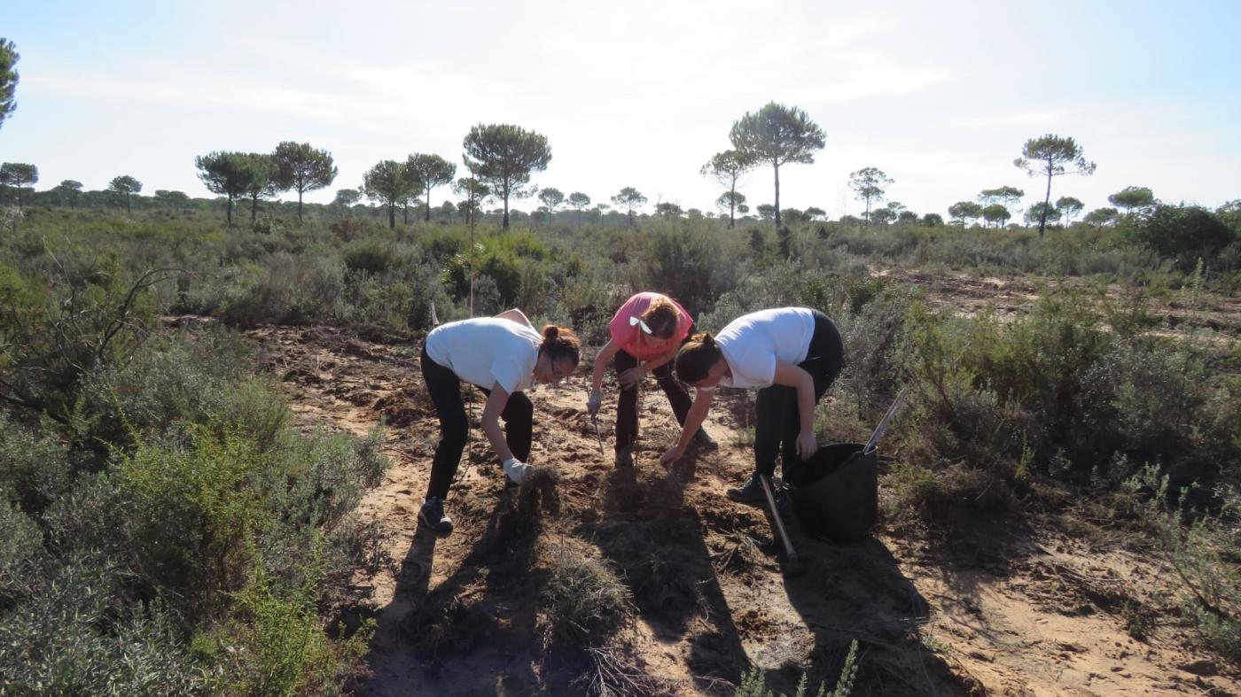 Ecologistas trabajan en restaurar zonas afectadas por el incendio de Las Peñuelas