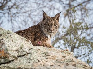 Muere atropellado un lince ibérico entre Hinojos y Villamanrique de la Condesa