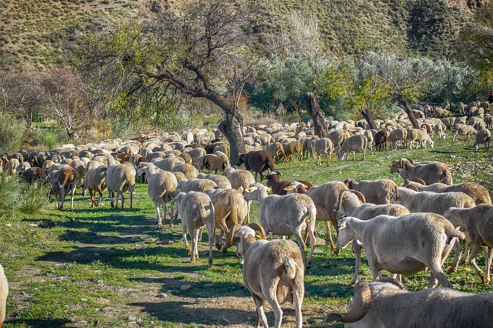 La Junta destina ayudas para apoyar la ganadería extensiva andaluza