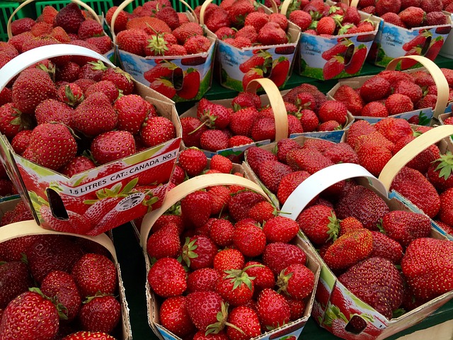 Arranca la temporada de la fresa en Huelva con más de 3.700 temporeras marroquíes