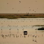 Comienza la licitación de tres proyectos de Bonares de la Línea de Iniciativas de las Entidades Locales del ‘Marco de Actuaciones para Doñana’