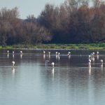 El Gobierno aprueba el deslinde de marismas de Doñana en Hinojos, Almonte y Aznalcázar