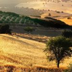 Andalucía solicita la reducción del 50% al IRPF del campo por sequía