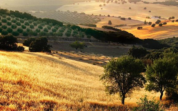 Andalucía solicita la reducción del 50% al IRPF del campo por sequía