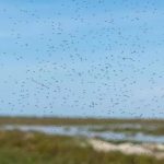 Remite la plaga de mosquitos que afectaba a la provincia de Huelva