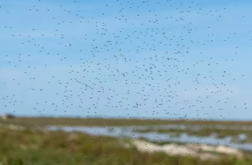 Remite la plaga de mosquitos que afectaba a la provincia de Huelva