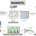 La UHU pone en marcha el proyecto WildINTEL para la monitorización de la vida silvestre usando Inteligencia Artificial
