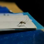 Huelva agobiada con la plaga de mosquitos que azota la provincia desde hace una semana