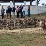 La Diputación colabora con los criadores de ganado  marismeño de la comarca de Doñana para potenciar el sector