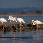 El Ayuntamiento de Almonte reclama una mesa de diálogo real sobre el futuro de Doñana tras el conflicto por el deslinde