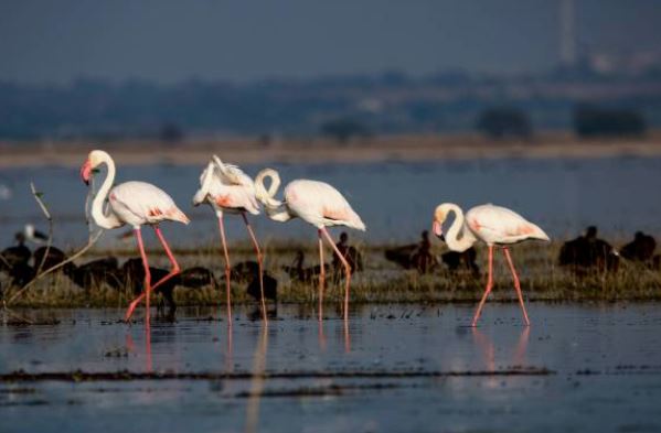 El canto de las aves de Doñana permitirá analizar el impacto del cambio climático