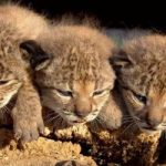 Seis nuevas crías de lince ibérico nacen en Doñana al inicio de la temporada reproductora