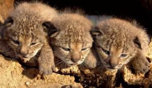 Seis nuevas crías de lince ibérico nacen en Doñana al inicio de la temporada reproductora