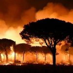 Procedimiento judicial contra tres investigados por el incendio de Doñana de 2017