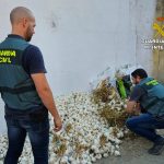 La Guardia Civil esclarece un robo de ajos en La Palma