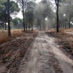 Almonte refuerza sus medidas de prevención contra incendios en los Montes de Propios