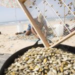 La Junta cierra el marisqueo de coquinas en el Golfo de Cádiz por la escasez del recurso