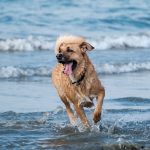 El alcalde de Paterna del Campo denuncia el envenenamiento de su perro