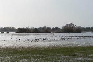 La Audiencia Nacional mantiene vigente el deslinde de las marismas de Doñana