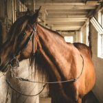 Bonares aprueba la ordenanza reguladora para la recogida y retirada de animales sueltos