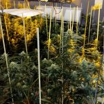 La Guardia Civil desmantela una plantación de marihuana en la localidad de Chucena