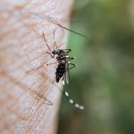 Andalucía alcanza los 69 casos de virus del Nilo tras detectar un nuevo caso en Cortegana