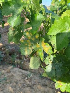 El Consejo Regulador Condado de Huelva y Caja Rural del Sur avanzan en la creación de un seguro específico para proteger la cosecha zalema