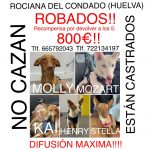 Piden colaboración para hallar cinco perros robados de Rociana Acoge
