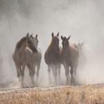 Hinojos defiende su postura frente al proceso de deslinde de la Marisma Gallega por parte del Ministerio