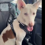 Recuperan cuatro de los cinco perros robados del refugio de Rociana y piden ayuda para dar con el quinto