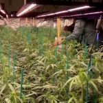 Intervenidas casi mil plantas de marihuana en una plantación en Bonares