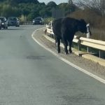 Momentos de tensión al aparecer un toro suelto en la carretera entre Moguer y Lucena