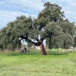 Bollullos se prepara para vivir un nuevo Día de San Sebastián marcado por la tradición y la convivencia