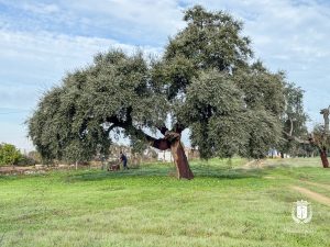 Bollullos se prepara para vivir un nuevo Día de San Sebastián marcado por la tradición y la convivencia