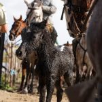 Ganaderos de Almonte se adentran en la marisma para movilizar el ganado debido a las fuertes lluvias
