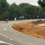 Retirada de 9 caballos sueltos en el término municipal de Bonares