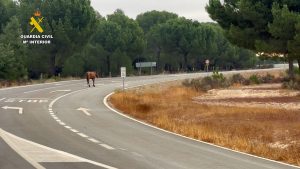 Retirada de 9 caballos sueltos en el término municipal de Bonares