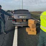 Intervenida 900 plantas de marihuana preparadas para su cultivo en la A-49