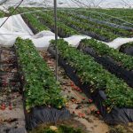 Almonte pedirá la declaración de zona gravemente afectada por los daños en sus campos agrícolas