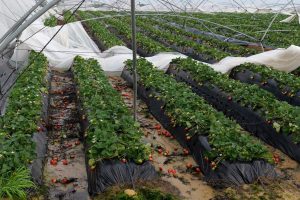 Planas solicita a la Comisión Europea la activación del fondo agrícola de crisis para las zonas afectadas por las borrascas