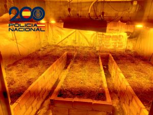 Desmantelada una plantación de marihuana en la Barriada de la Navidad de Huelva