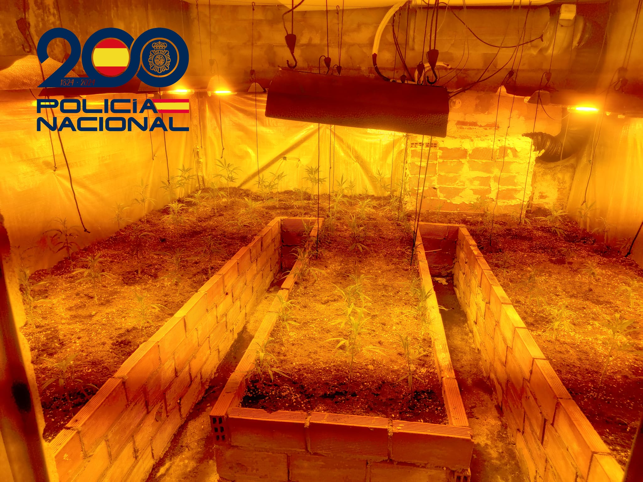 Desmantelada una plantación de marihuana en la Barriada de la Navidad de Huelva