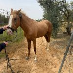 Aparece un caballo suelto en la carretera de Cabezudos