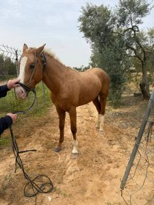 Aparece un caballo suelto en la carretera de Cabezudos